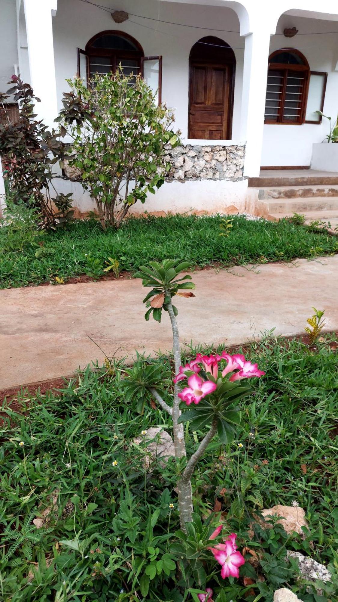 Mawimbi Bungalows Nungwi Bagian luar foto